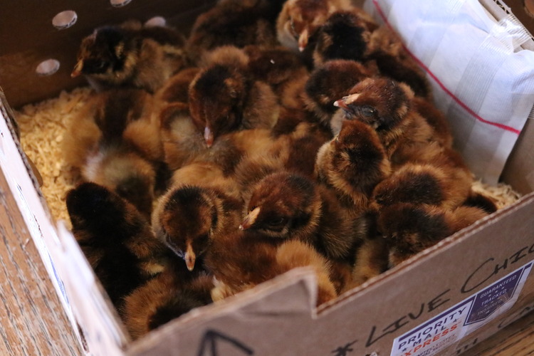Stress in MailOrder Chicks Countryside